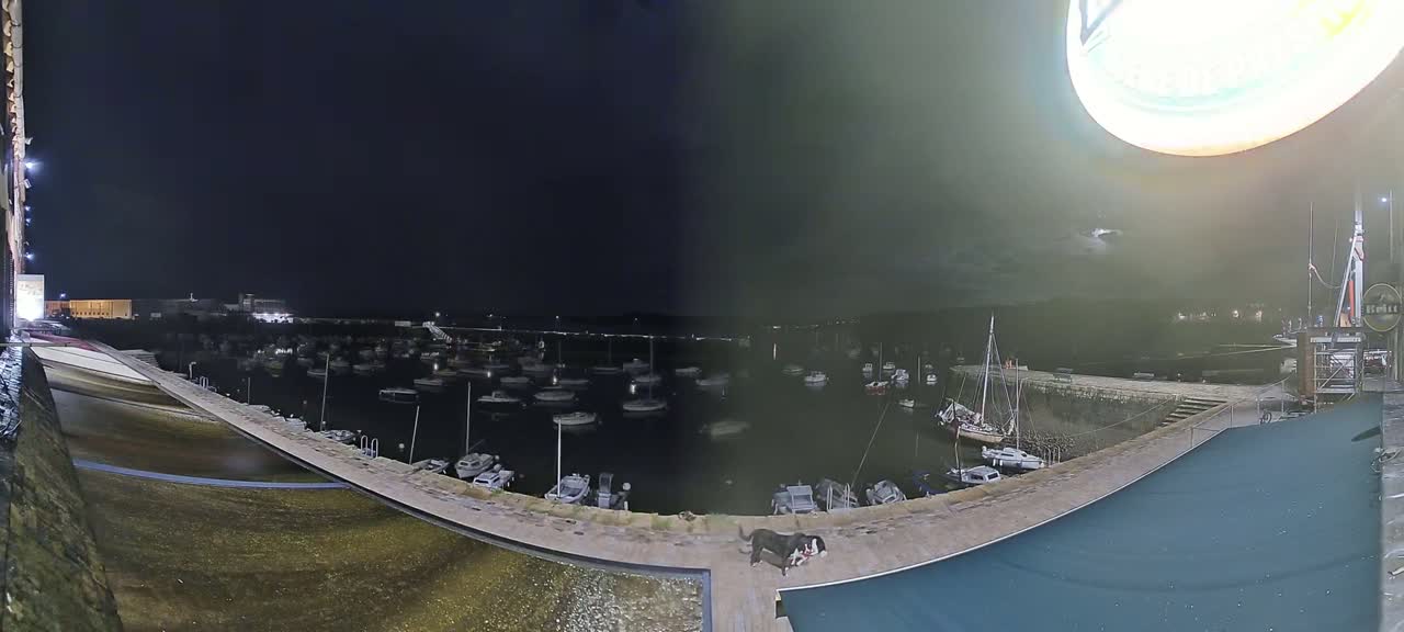 A nighttime view of a harbor filled with boats, with a dog on a deck overlooking the water under a dark sky.