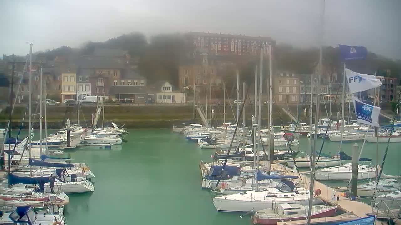 Many sailboats are docked in a marina on a foggy day, with buildings and trees visible in the background.