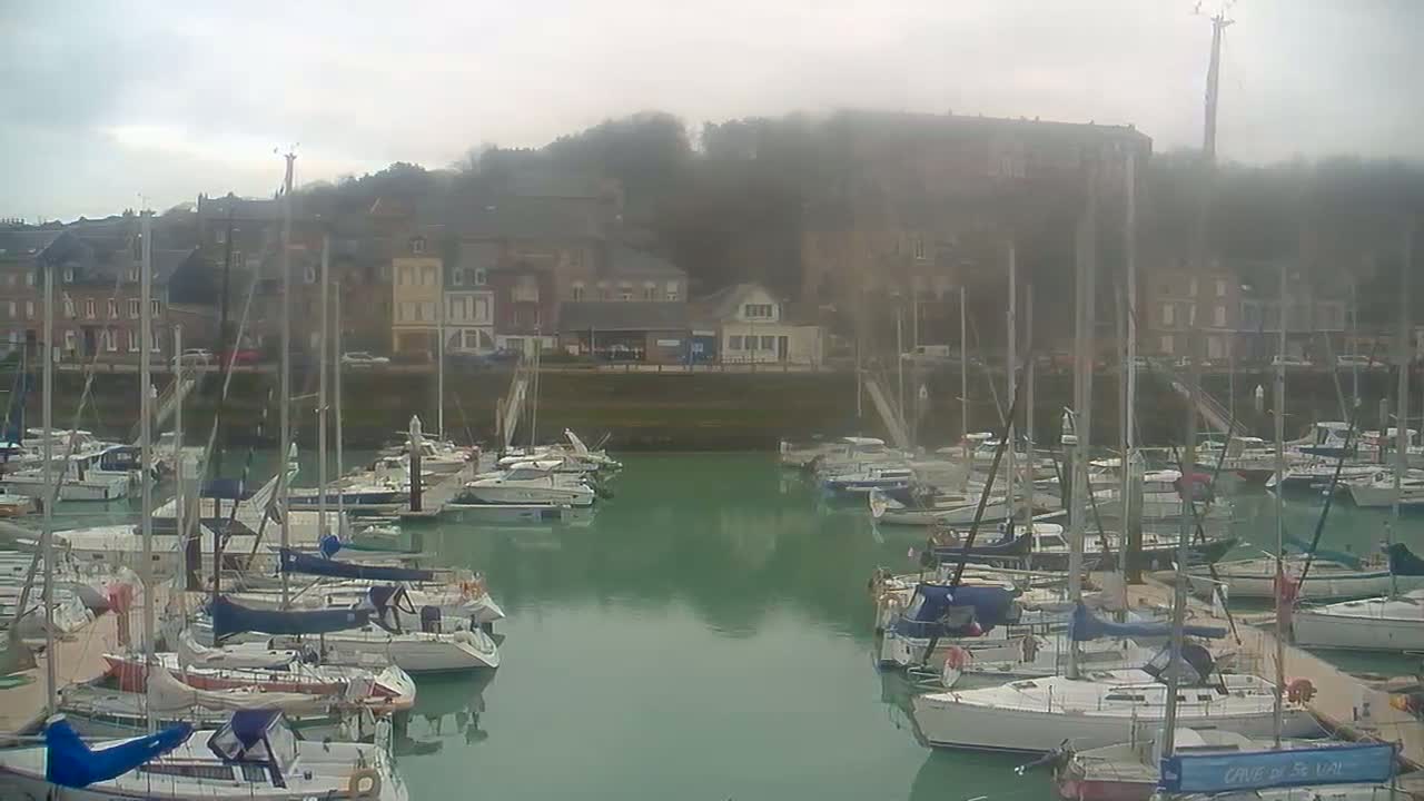 Many sailboats are docked in a marina on a foggy day, with buildings and trees visible in the background.