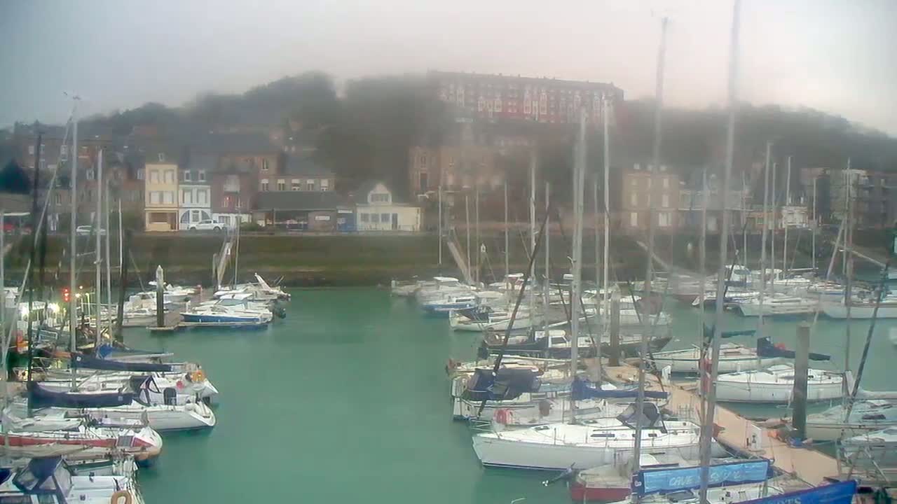 Many sailboats are docked in a marina on a foggy day, with buildings and trees visible in the background.