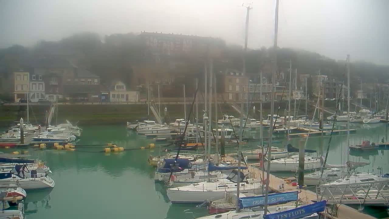 Many sailboats are docked in a marina on a foggy day, with buildings and hills visible in the background.