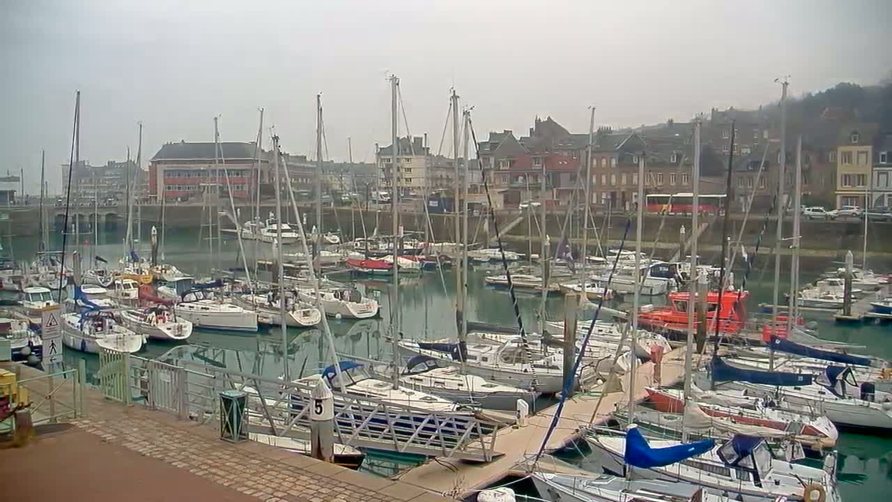 Many sailboats are docked in a harbor on a foggy day, with buildings visible in the background.