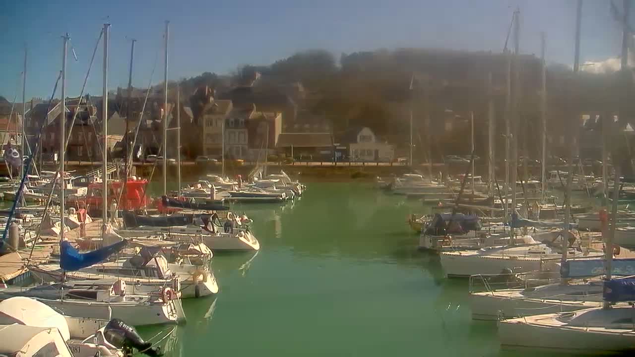 Many sailboats are docked in a marina on a sunny day, with buildings and hills visible in the background.