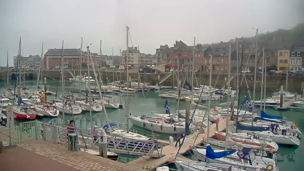 Many sailboats are moored in a harbor on a foggy day, with buildings lining the waterfront.