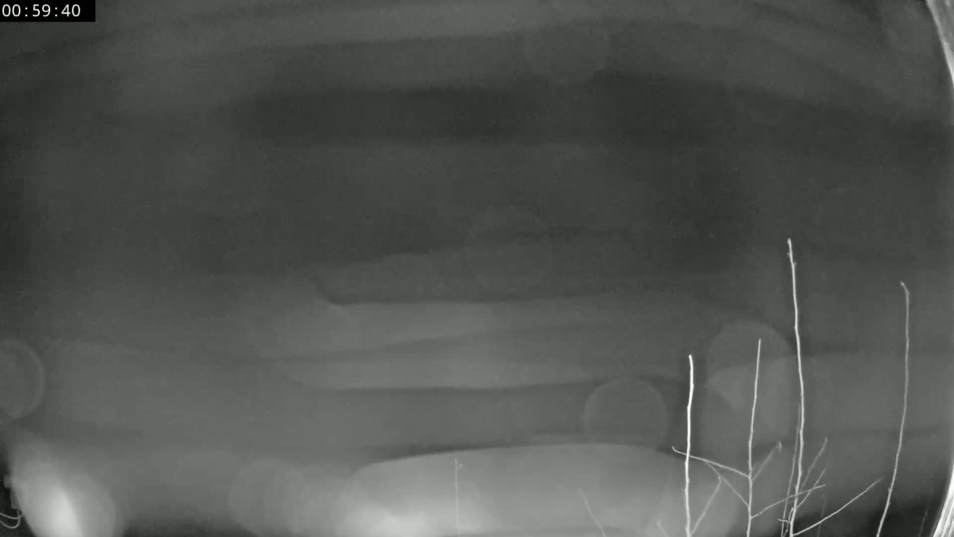 A blurry, low-light nighttime image shows a vehicle parked near some bare branches.