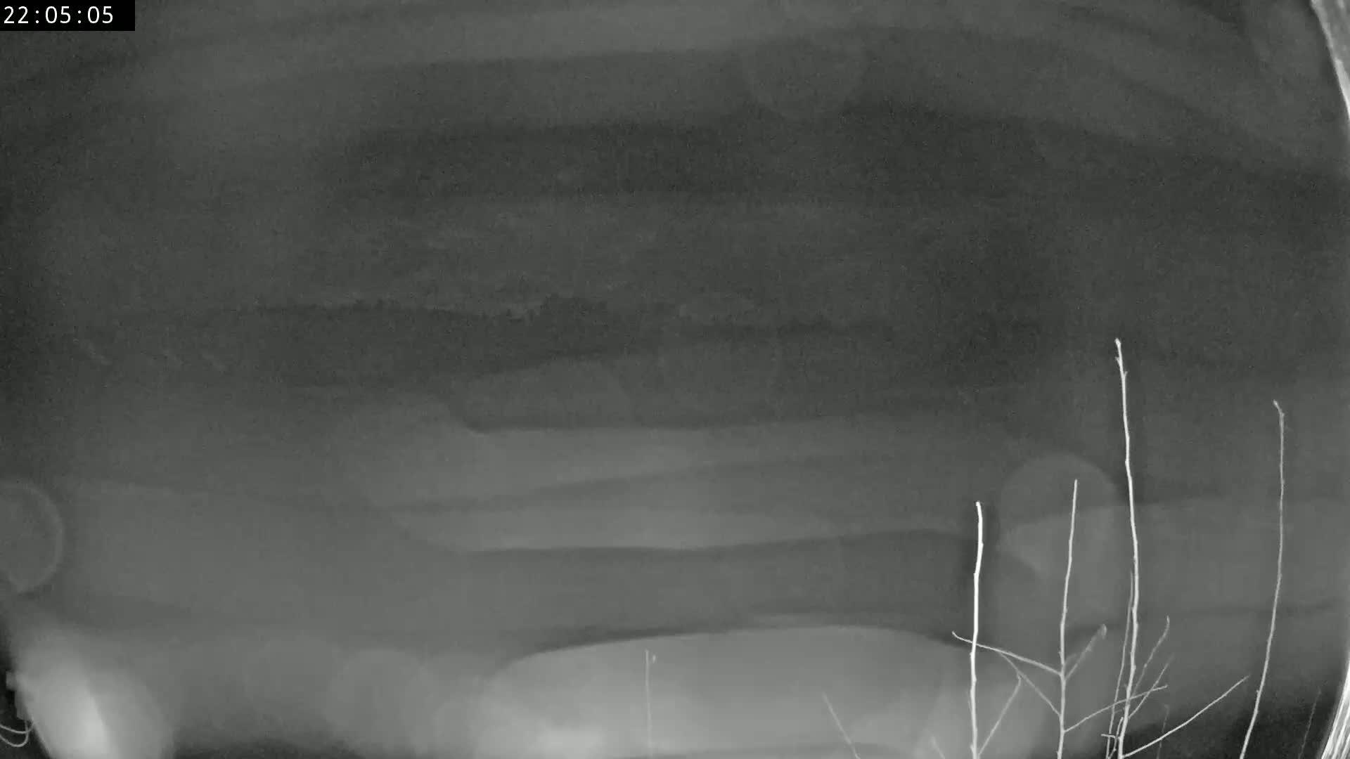 A blurry, nighttime grayscale image shows a vehicle parked outdoors near some thin branches.