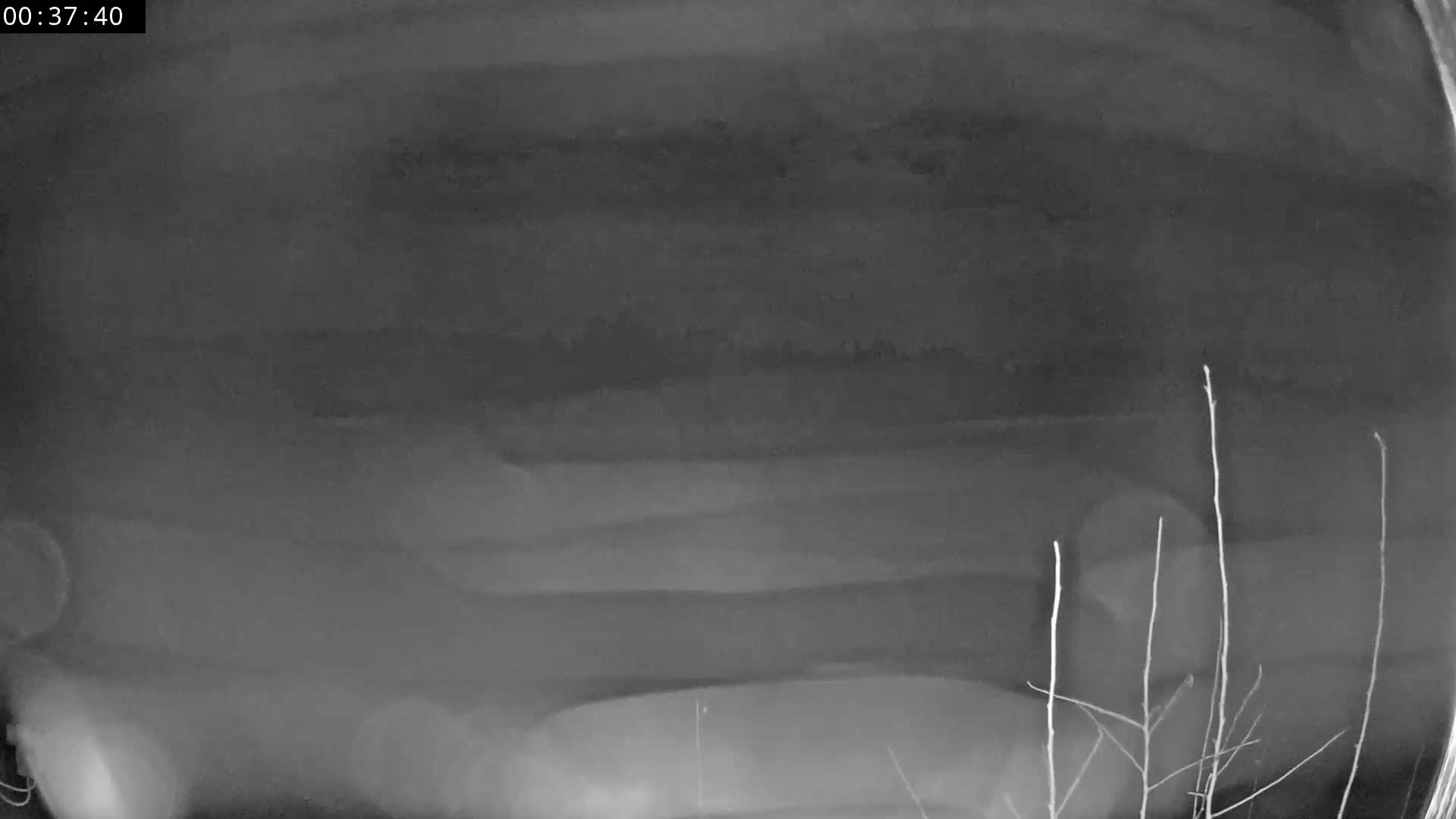 A nighttime, blurry, grayscale image shows a flat, featureless landscape with a few thin, bare branches in the foreground.
