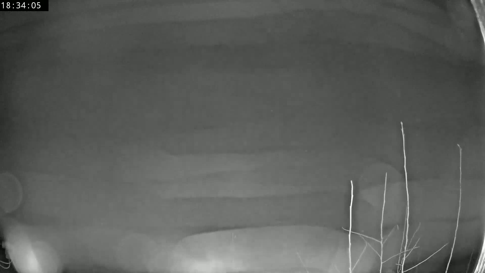 A nighttime, blurry security camera image shows a mostly clear sky with some faint cloud cover and a few bare branches in the bottom right corner.