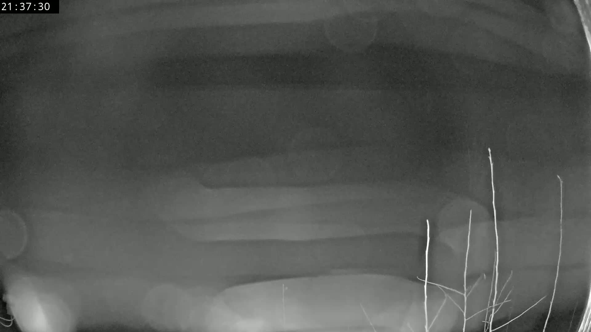 A blurry, grayscale nighttime image shows a vehicle partially obscured by fog or mist, with thin branches visible in the bottom right corner.