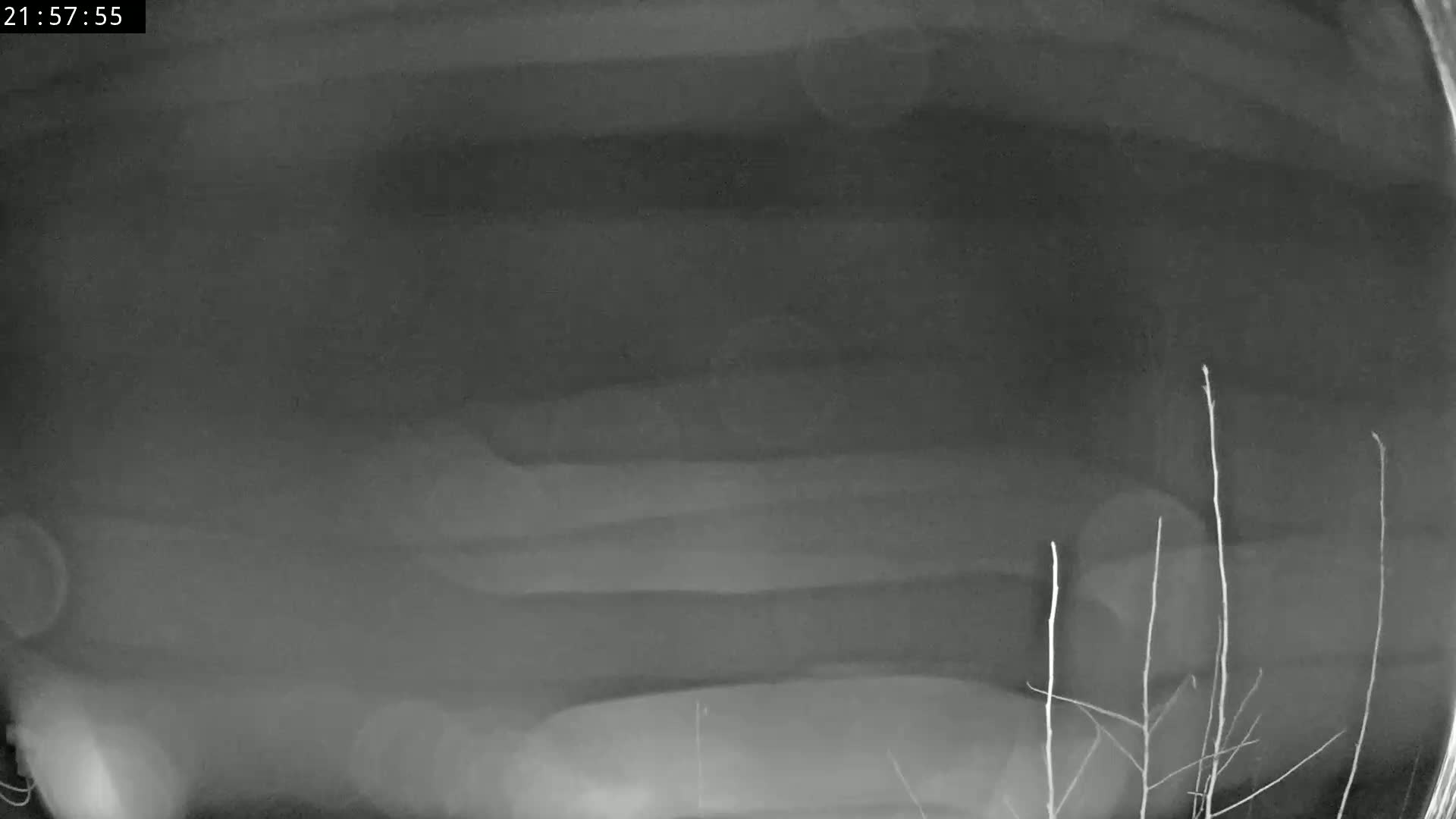 A blurry grayscale image shows a low-lying object, possibly a vehicle, at night, with thin branches visible in the bottom right corner.