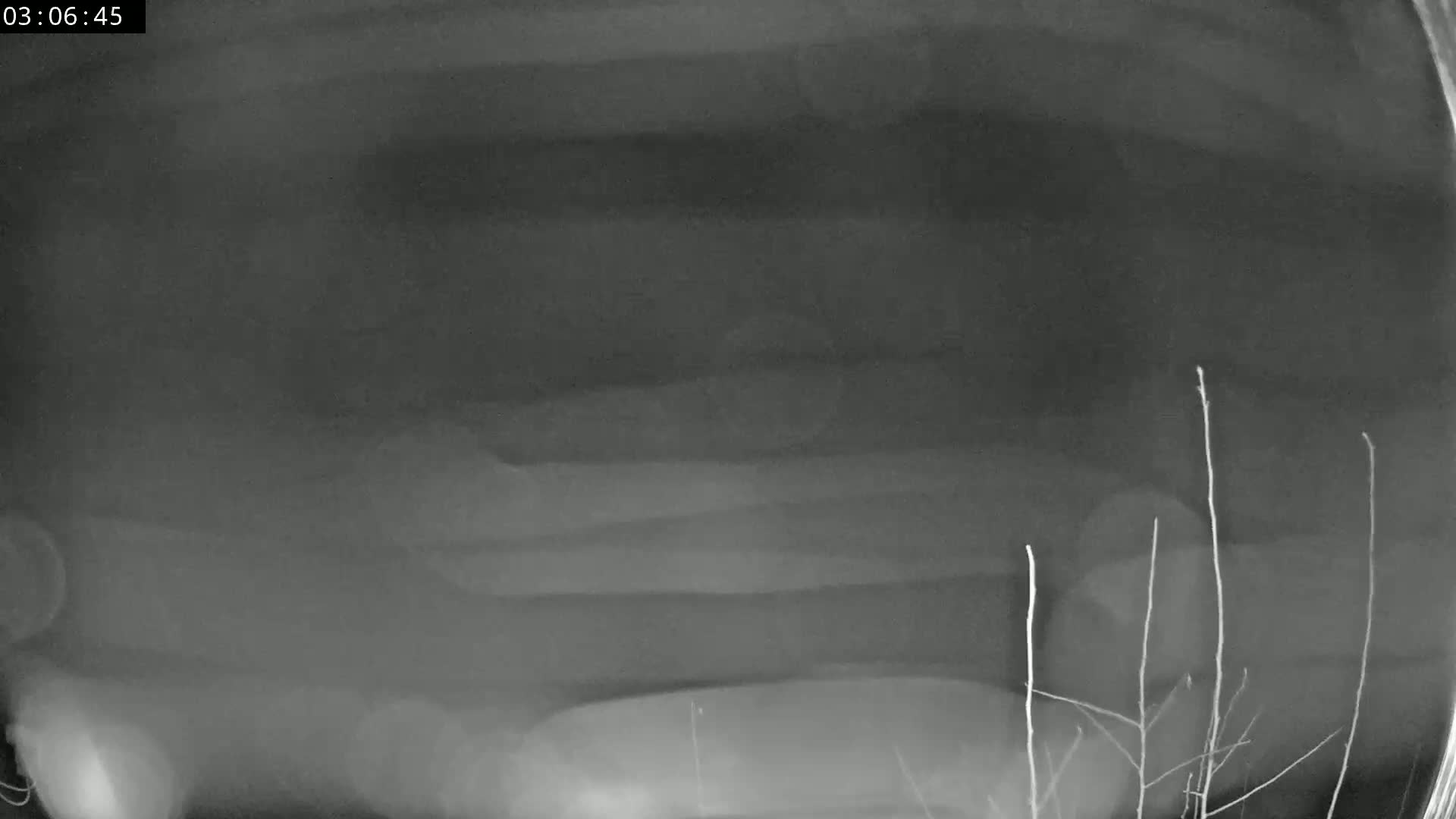 A blurry grayscale image shows what appears to be an x-ray of a body part, partially obscured by thin branches in the lower right corner.