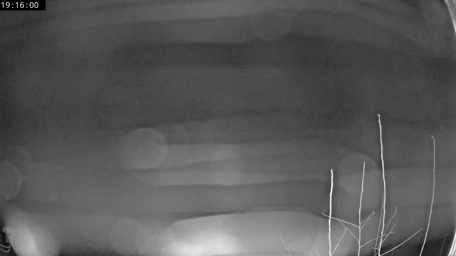 A blurry, grayscale image shows a dark, possibly nighttime scene with indistinct objects and thin branches in the bottom right corner.
