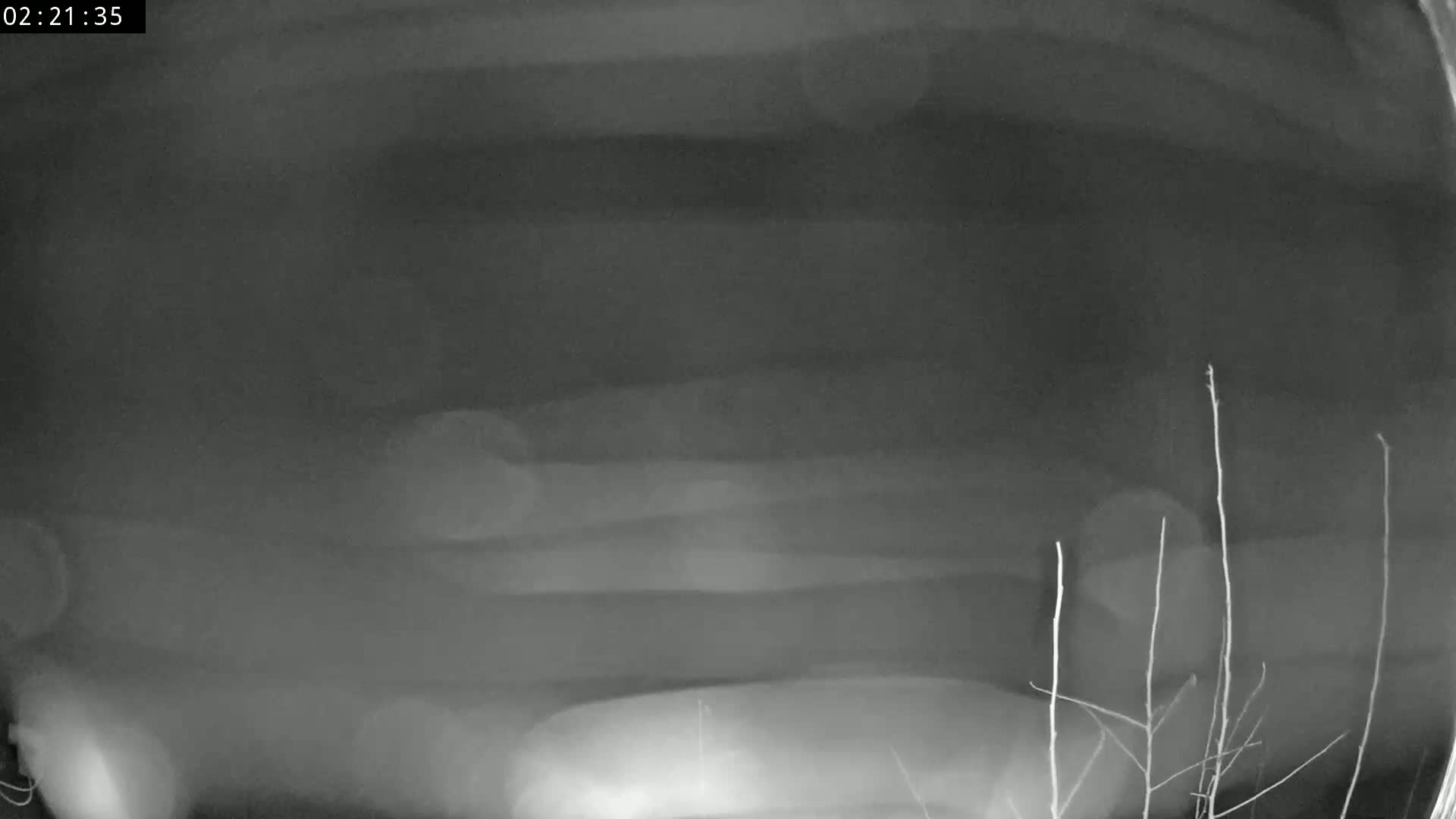 A blurry, low-light image shows a dark, possibly nighttime scene with indistinct shapes and thin, bare branches in the lower right corner.