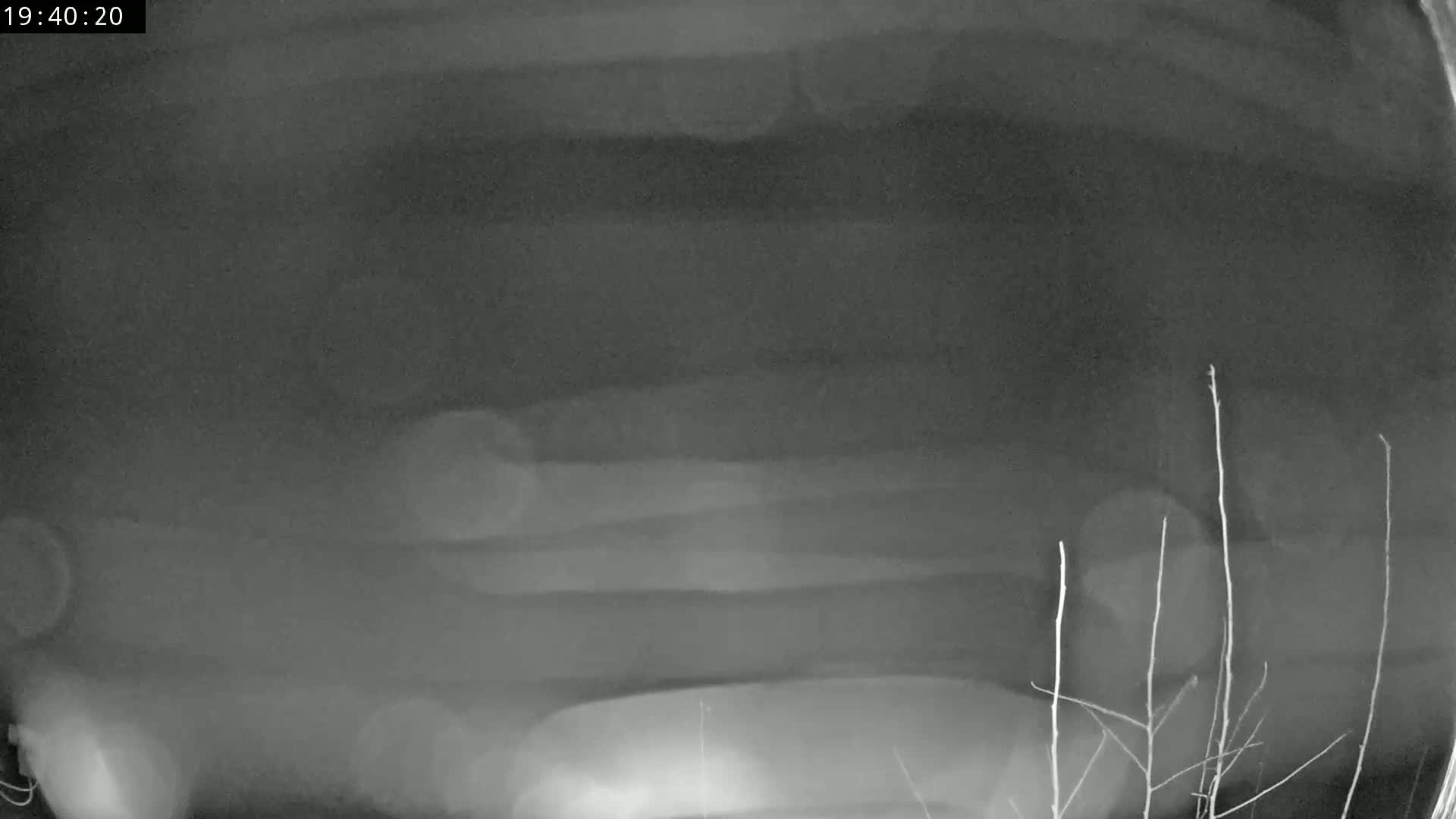 A blurry, dark gray image shows a vehicle at night, partially obscured by branches in the foreground.