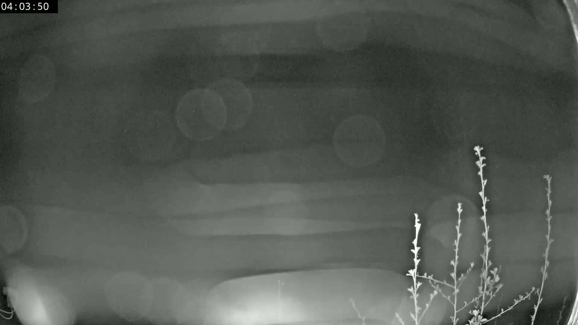 A blurry, grainy nighttime image shows a dark surface with indistinct shapes and a few small plants in the lower right corner.