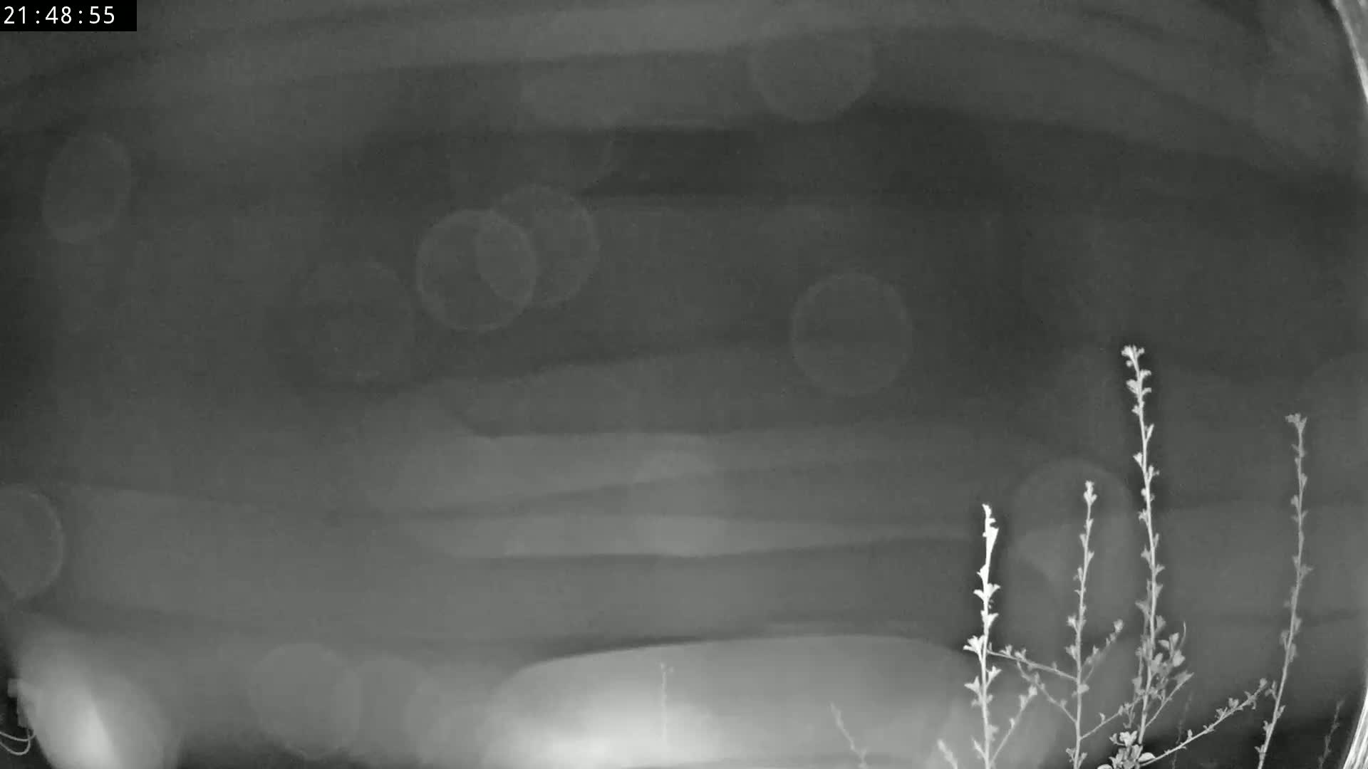 A nighttime, blurry grayscale image shows a dark sky with out-of-focus light orbs and several thin, dark plants in the lower right corner.