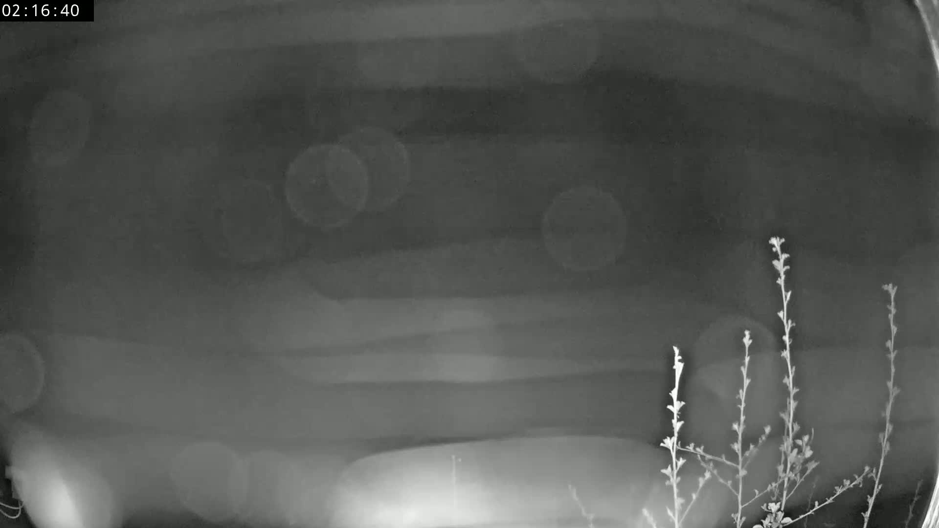 A blurry, nighttime image shows a dark, horizontally striped object partially obscured by out-of-focus lights and silhouetted plants.