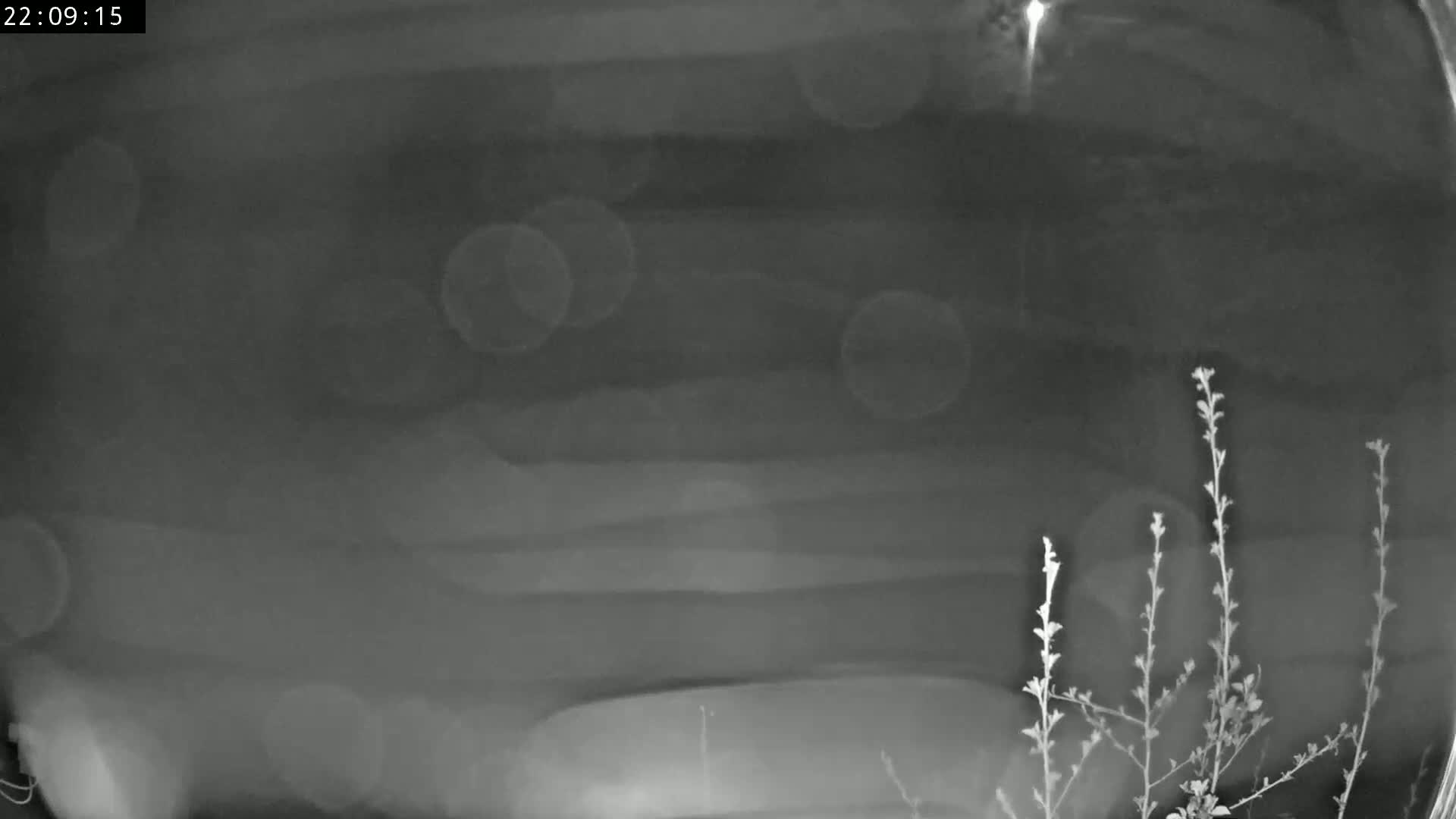 A blurry, nighttime image shows a dark surface with several out-of-focus light sources and small plants in the lower right corner.