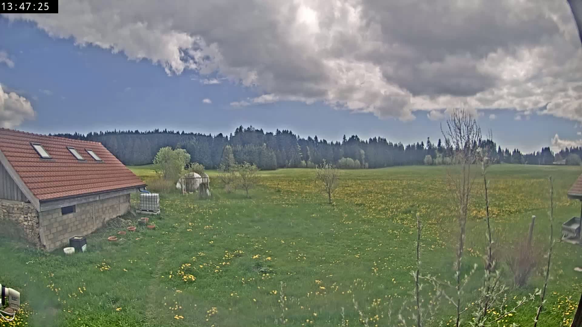 A partly cloudy sky overlooks a field of dandelions, a small building, and a line of trees in the distance.