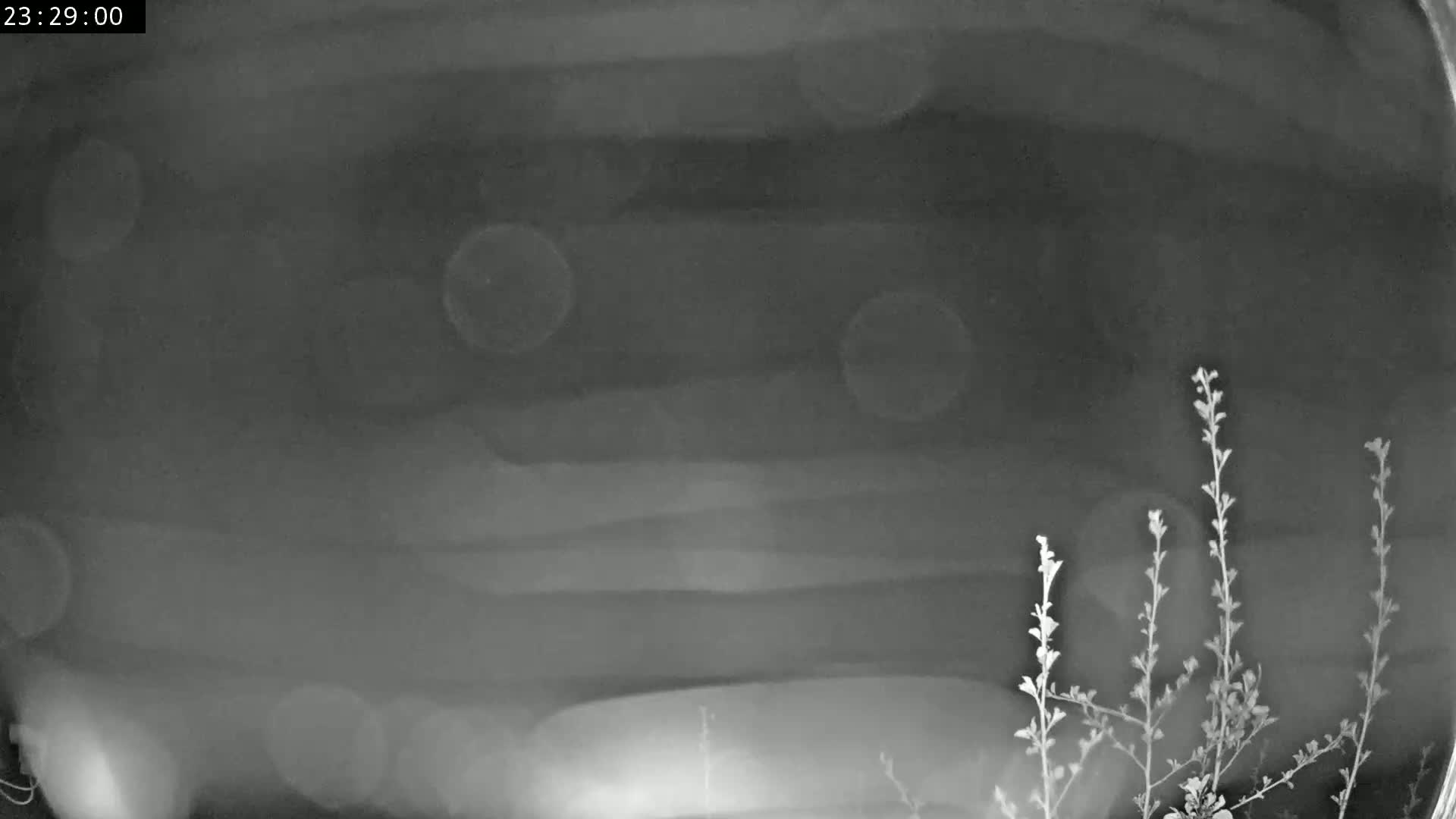 A blurry, nighttime grayscale image shows a dark, possibly cloudy sky with indistinct horizontal lines and several out-of-focus light sources, partially obscured by thin, plant-like structures in the bottom right corner.