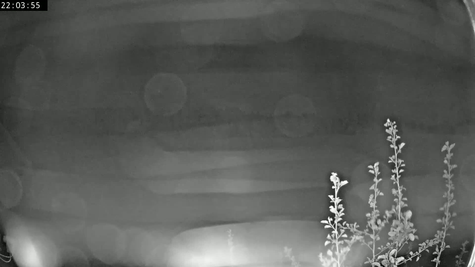A nighttime, grainy image shows several plants in the lower right corner against a dark, blurry background.
