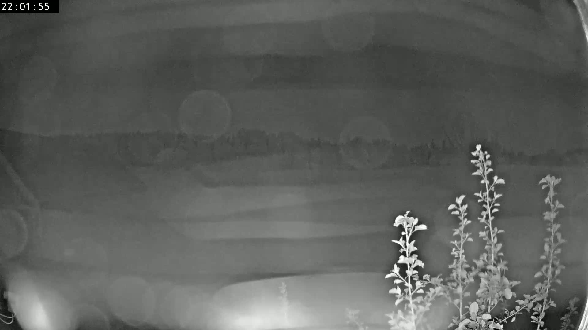 A nighttime grayscale image shows a blurry view of trees in the distance and plants in the foreground under a dark sky.