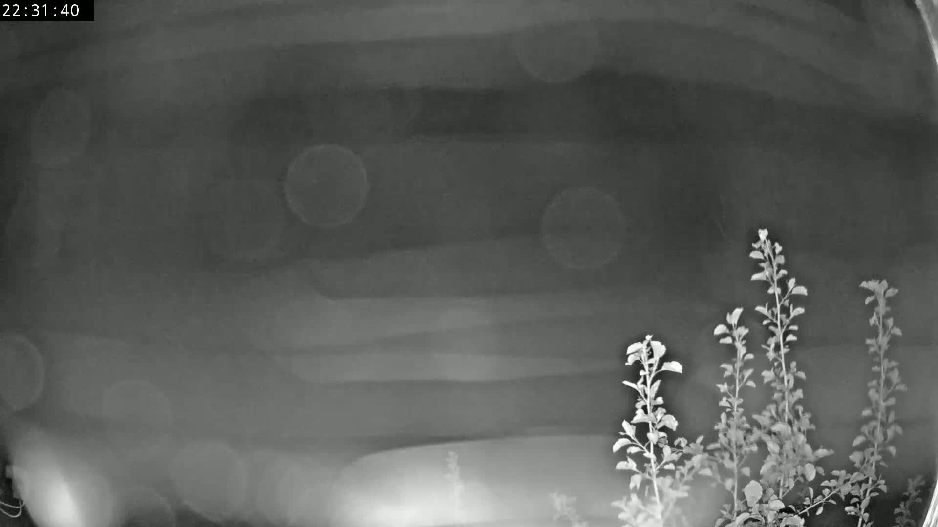 A nighttime grayscale image shows several plants in the lower right corner against a blurred, dark background.