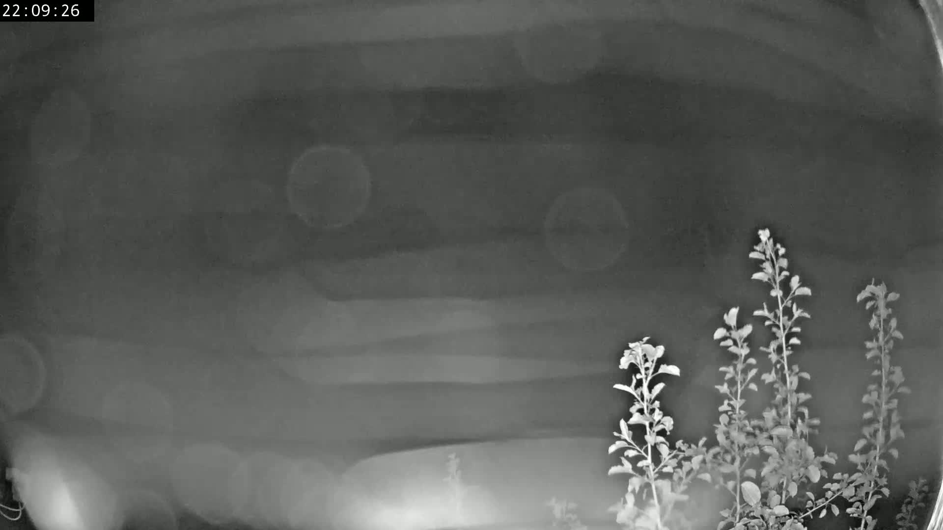 A nighttime grayscale image shows several plants in the bottom right corner against a blurry, dark background.