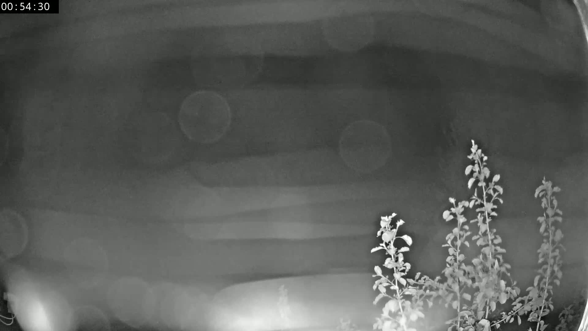 A nighttime, low-light grayscale image shows several small plants in the bottom right corner against a blurred background of horizontal streaks.