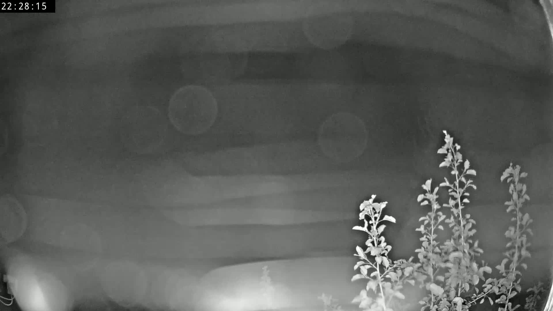 A nighttime, blurry grayscale image shows several small plants in the bottom right corner against a dark, clouded sky.