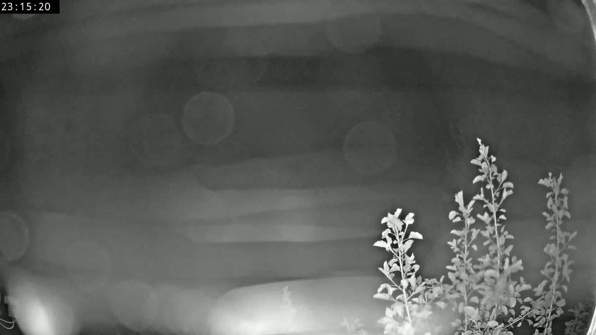 A nighttime, low-light image shows several small plants or shrubs in the lower right corner against a blurry, dark background.