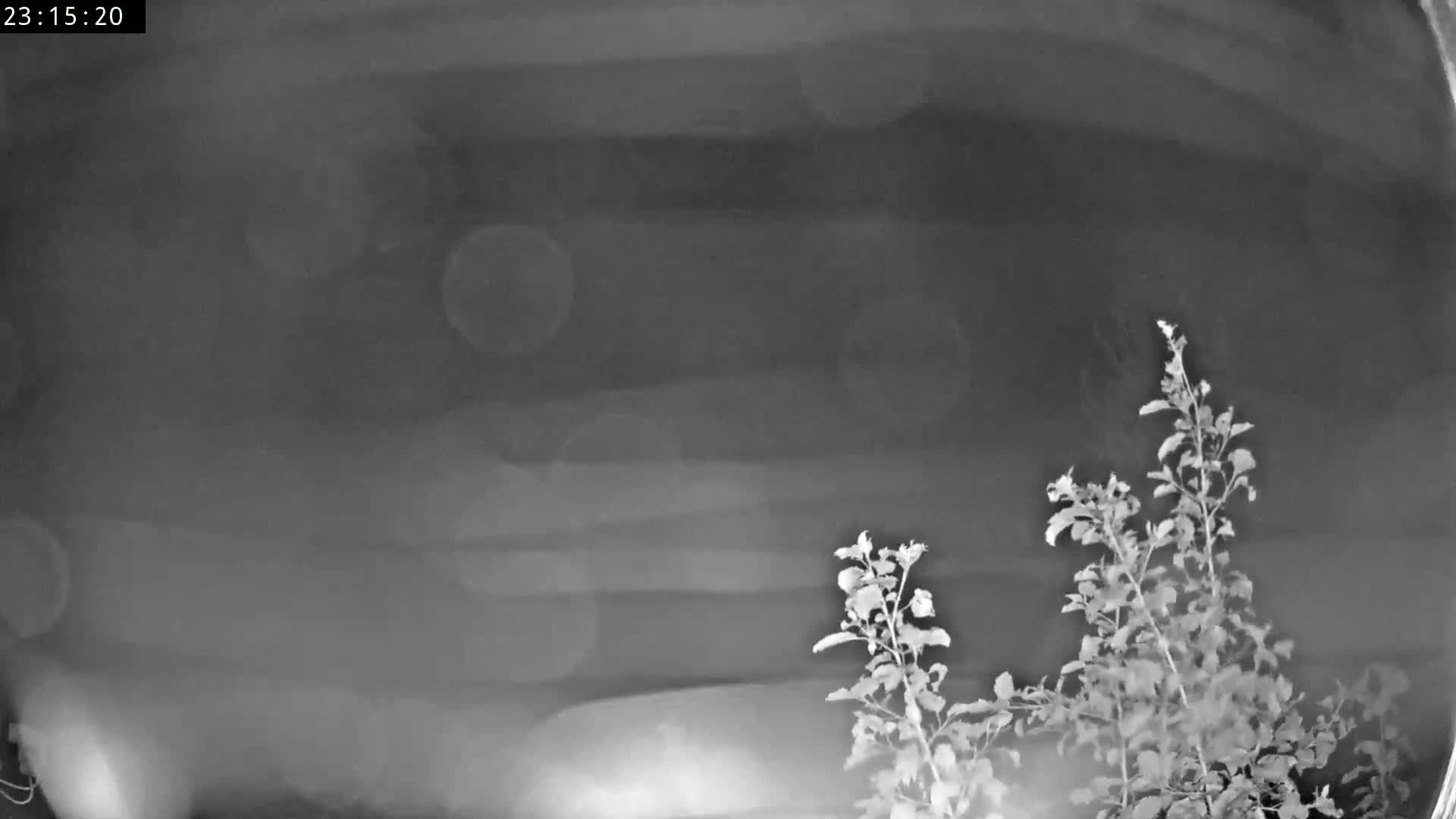 A nighttime, blurry, grayscale image shows two leafy plants in the bottom right corner against a dark, indistinct background.