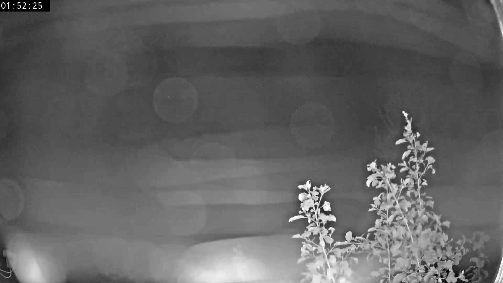 A nighttime grayscale image shows two leafy plants in the bottom right corner against a blurry, dark background with light streaks across it.
