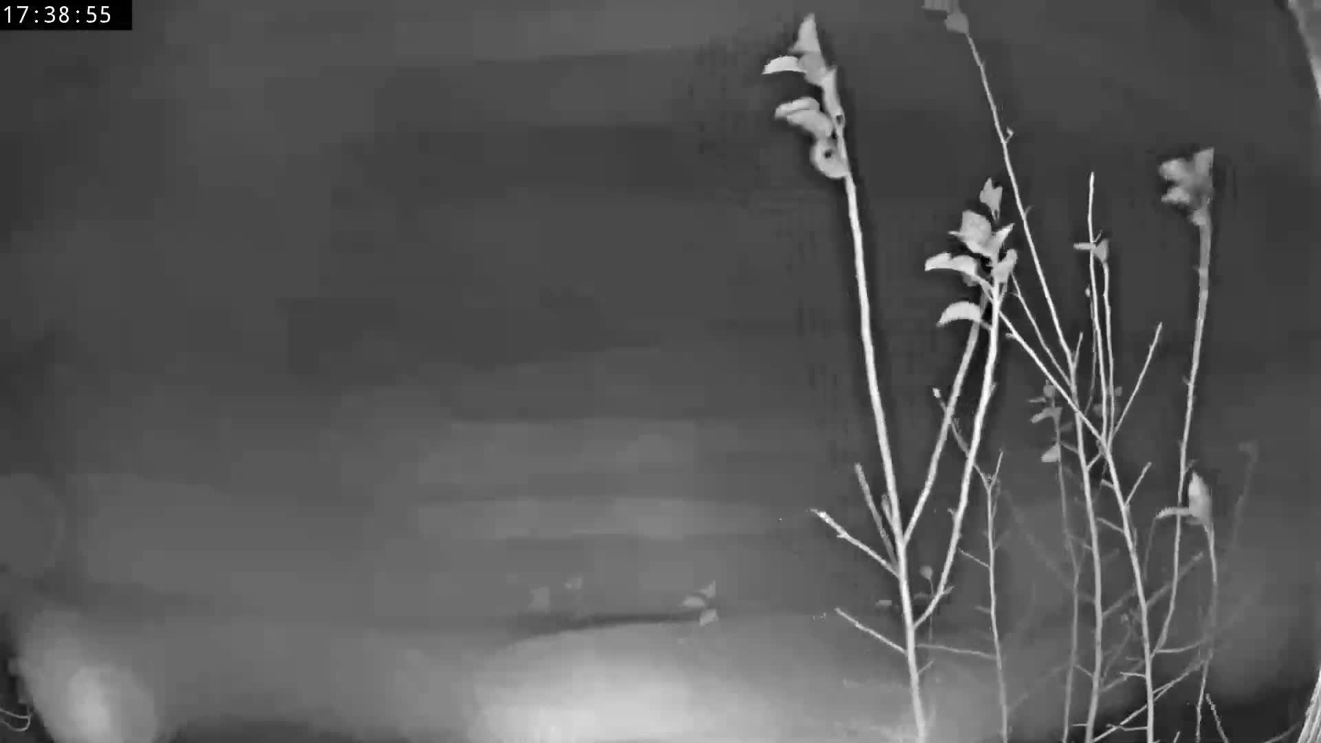 Les Fourgs, Haute Joux Live Cam - Pontarlier, Doubs, Bourgogne-Franche-Comté, France