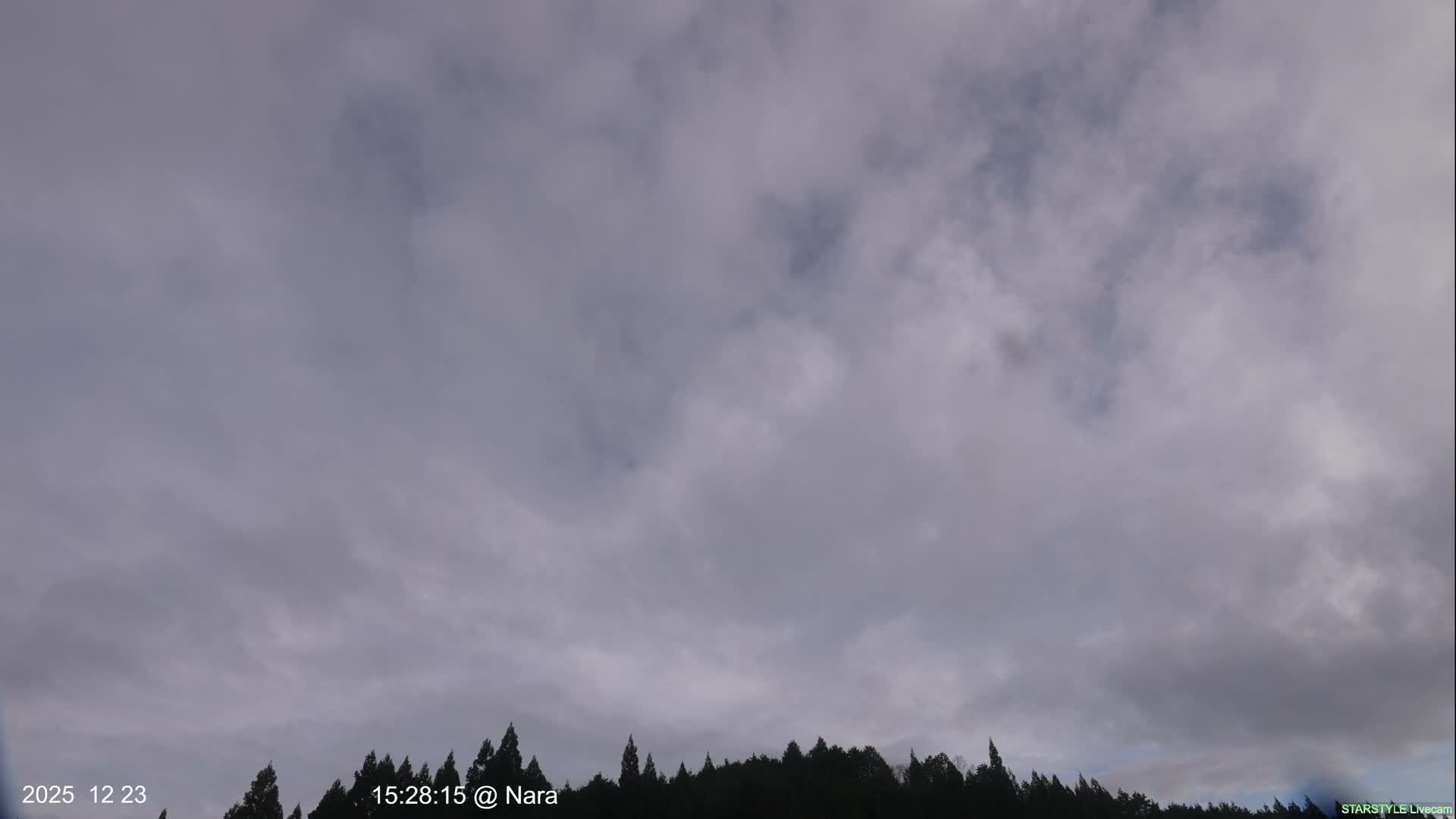 An outdoor scene features a dense line of dark evergreen trees beneath a heavily overcast sky filled with gray clouds.