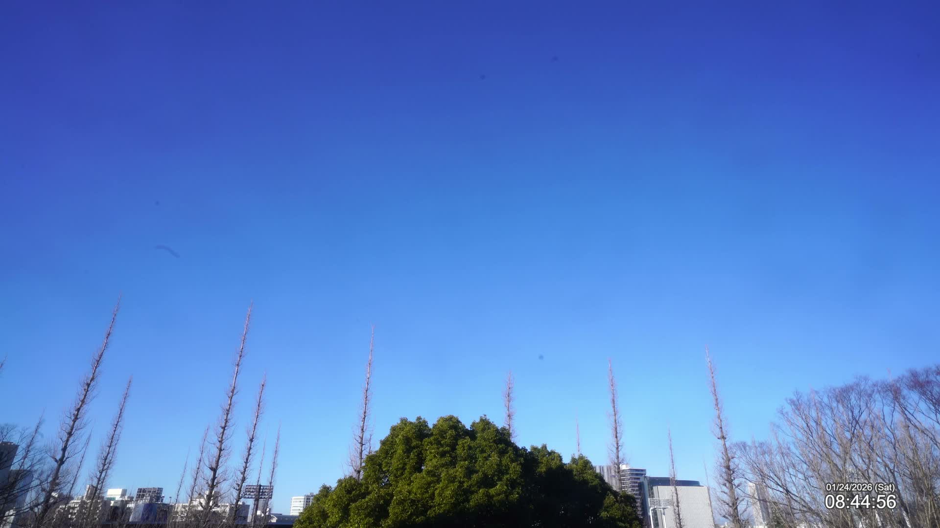 A clear, bright blue sky stretches above a line of mostly bare deciduous trees and one large green tree, with distant urban buildings peeking through, all under sunny conditions.