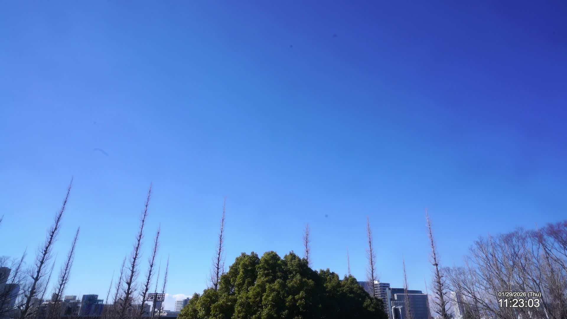 Tokyo, Meiji Shrine Outer Garden / Meiji Jingu Gaien toward Sky (明治神宮外苑から空へ) Live Cam  - Kasumigaokamachi, Shinjuku-ku, Tokyo, Kantō, Honshu, Japan