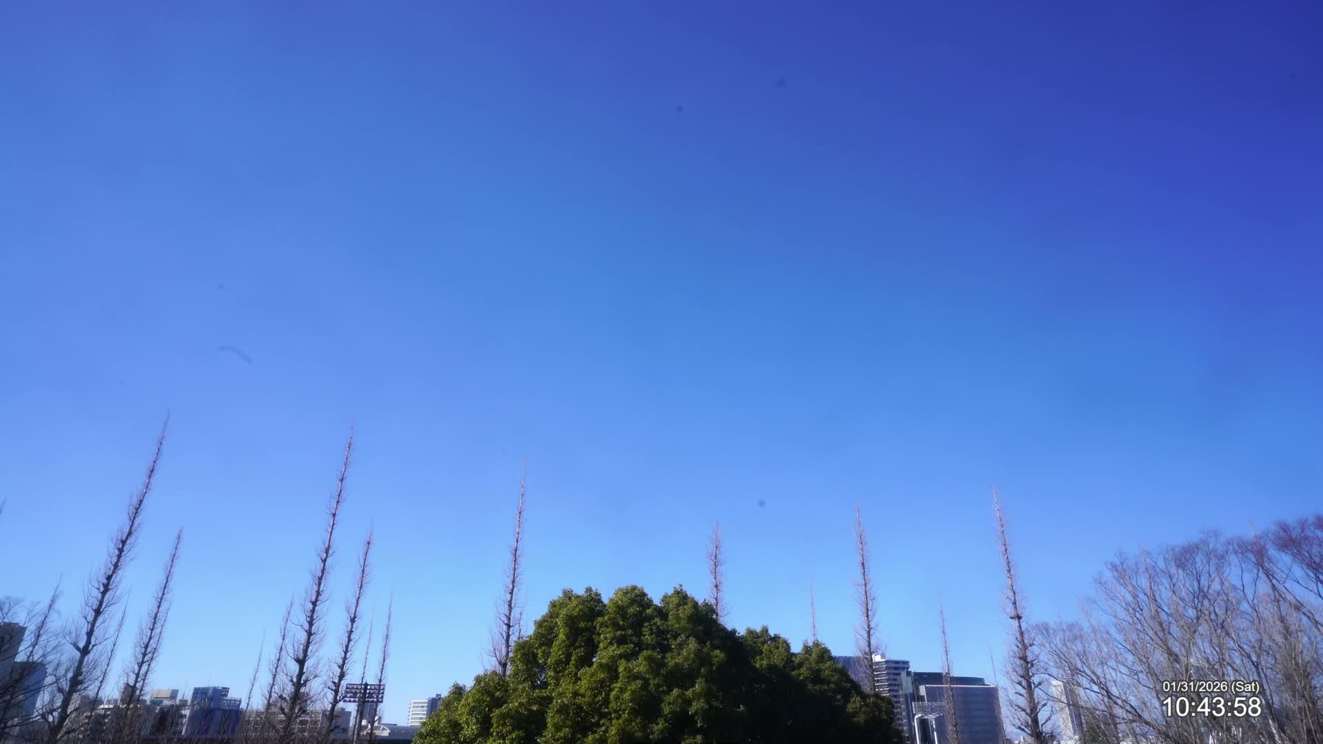 Tokyo, Meiji Shrine Outer Garden / Meiji Jingu Gaien toward Sky (明治神宮外苑から空へ) Live Cam  - Kasumigaokamachi, Shinjuku-ku, Tokyo, Kantō, Honshu, Japan