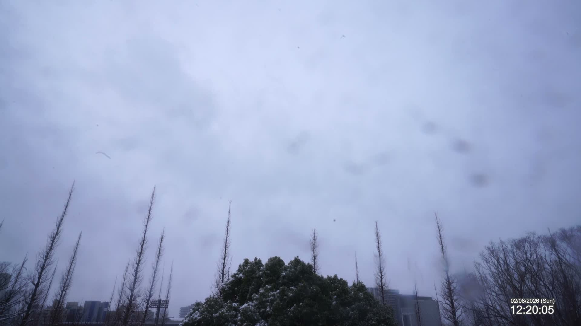 Tokyo, Meiji Shrine Outer Garden / Meiji Jingu Gaien toward Sky (明治神宮外苑から空へ) Live Cam  - Kasumigaokamachi, Shinjuku-ku, Tokyo, Kantō, Honshu, Japan