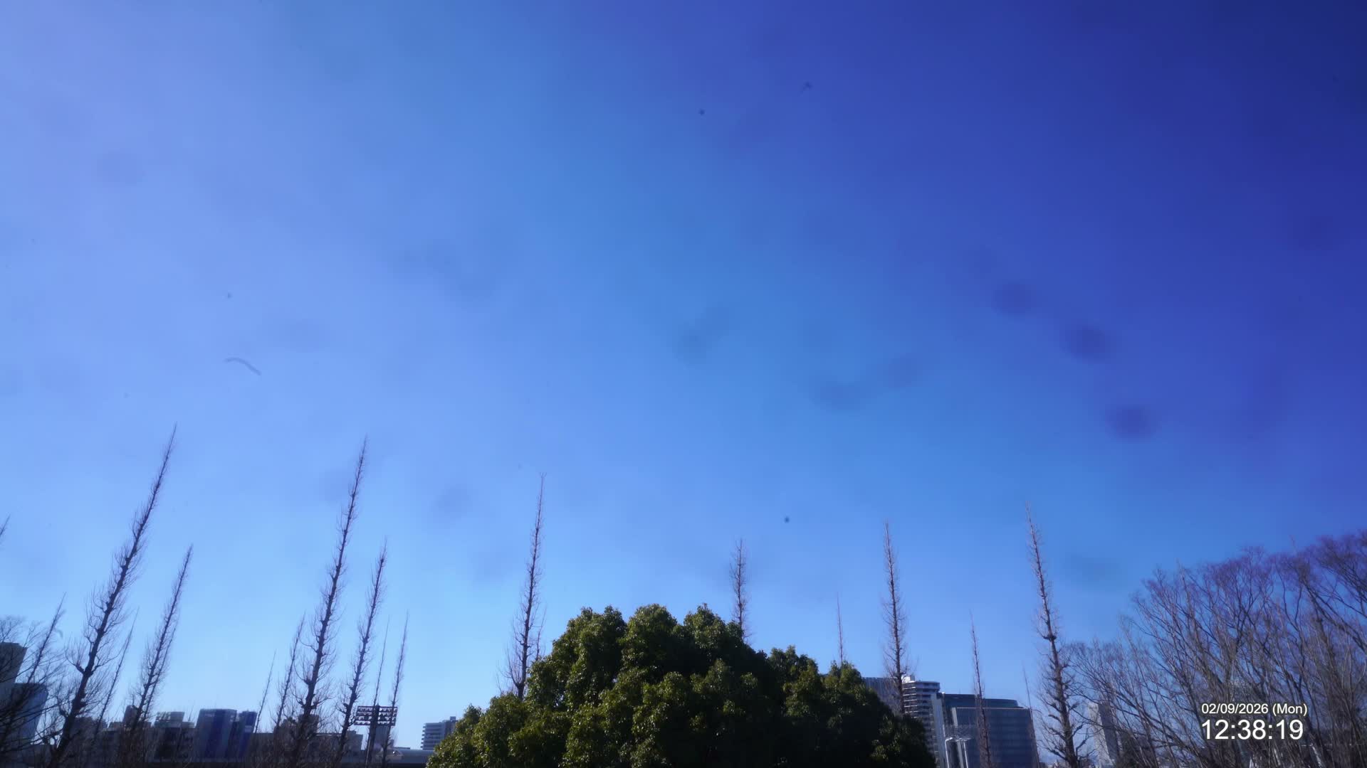 Tokyo, Meiji Shrine Outer Garden / Meiji Jingu Gaien toward Sky (明治神宮外苑から空へ) Live Cam  - Kasumigaokamachi, Shinjuku-ku, Tokyo, Kantō, Honshu, Japan