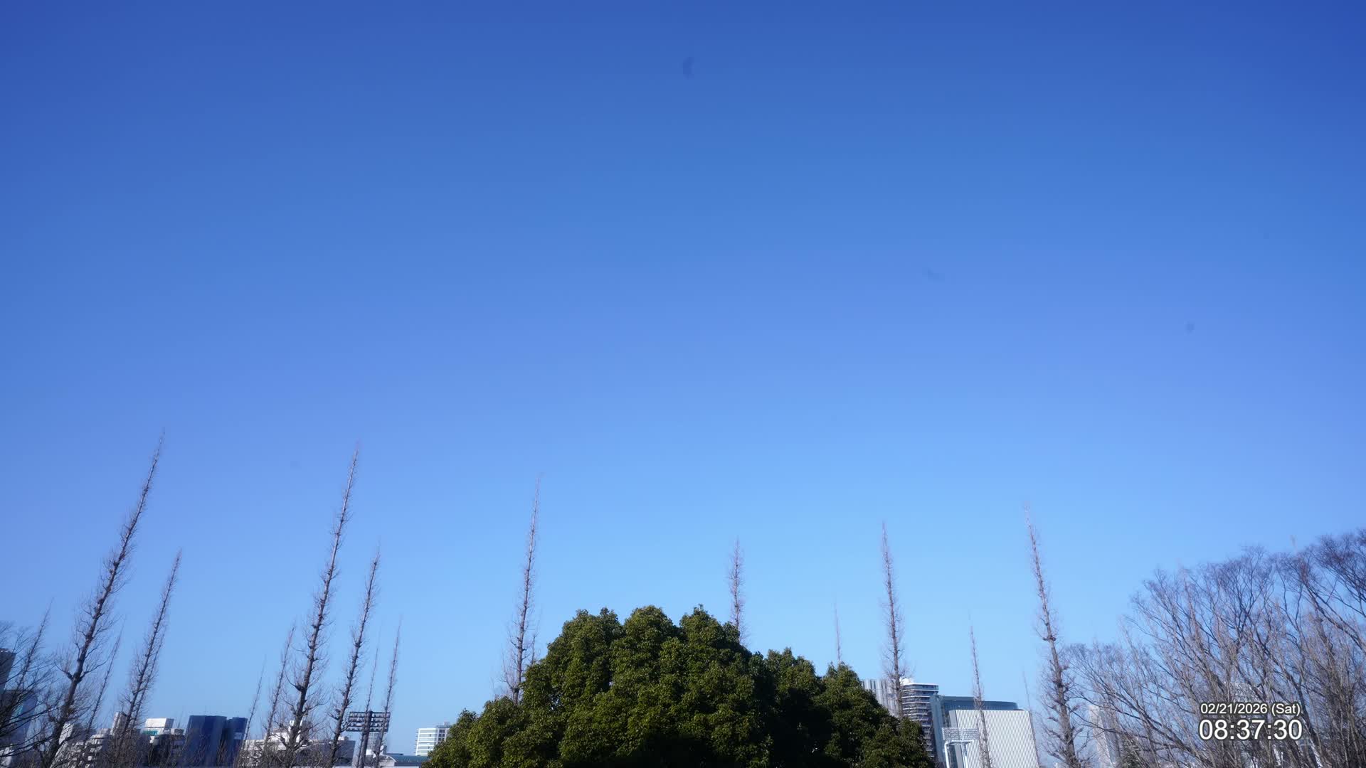 Tokyo, Meiji Shrine Outer Garden / Meiji Jingu Gaien toward Sky (明治神宮外苑から空へ) Live Cam  - Kasumigaokamachi, Shinjuku-ku, Tokyo, Kantō, Honshu, Japan