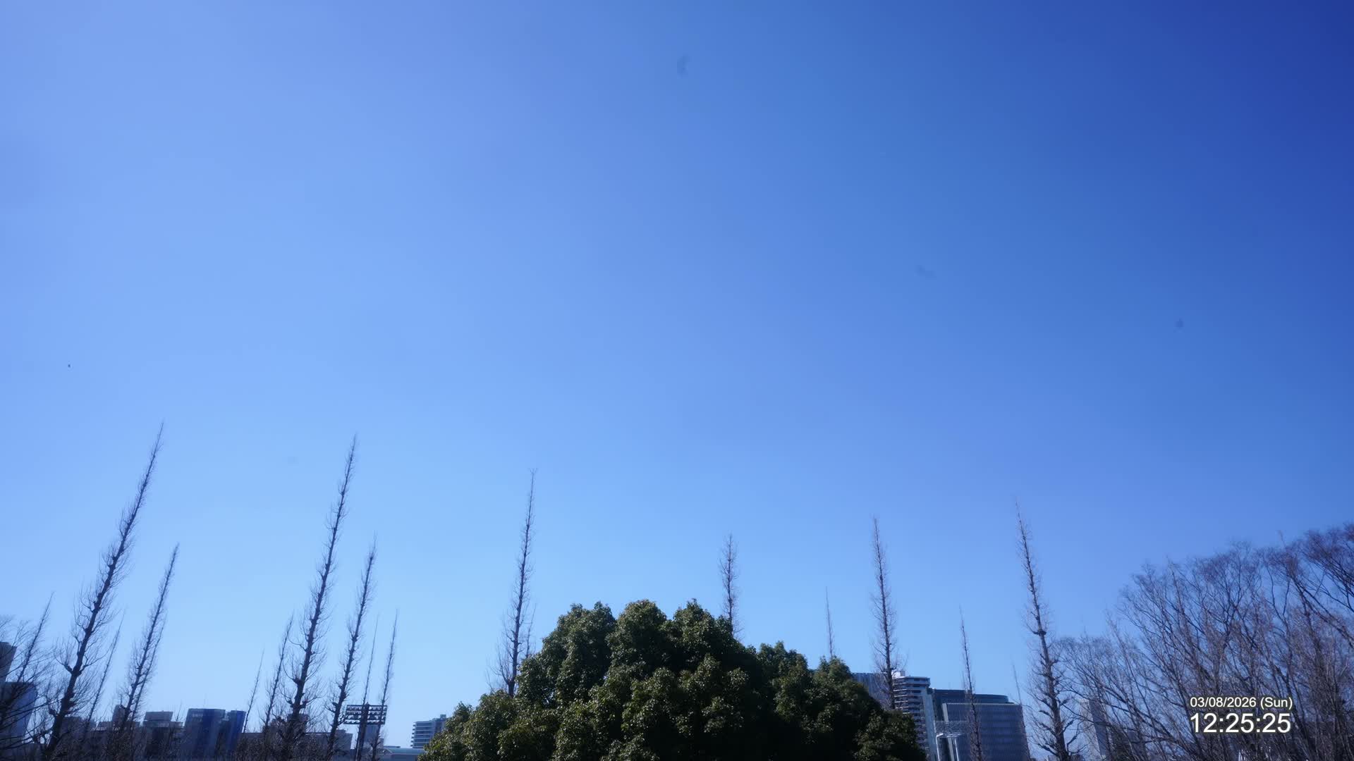 Tokyo, Meiji Shrine Outer Garden / Meiji Jingu Gaien toward Sky (明治神宮外苑から空へ) Live Cam  - Kasumigaokamachi, Shinjuku-ku, Tokyo, Kantō, Honshu, Japan