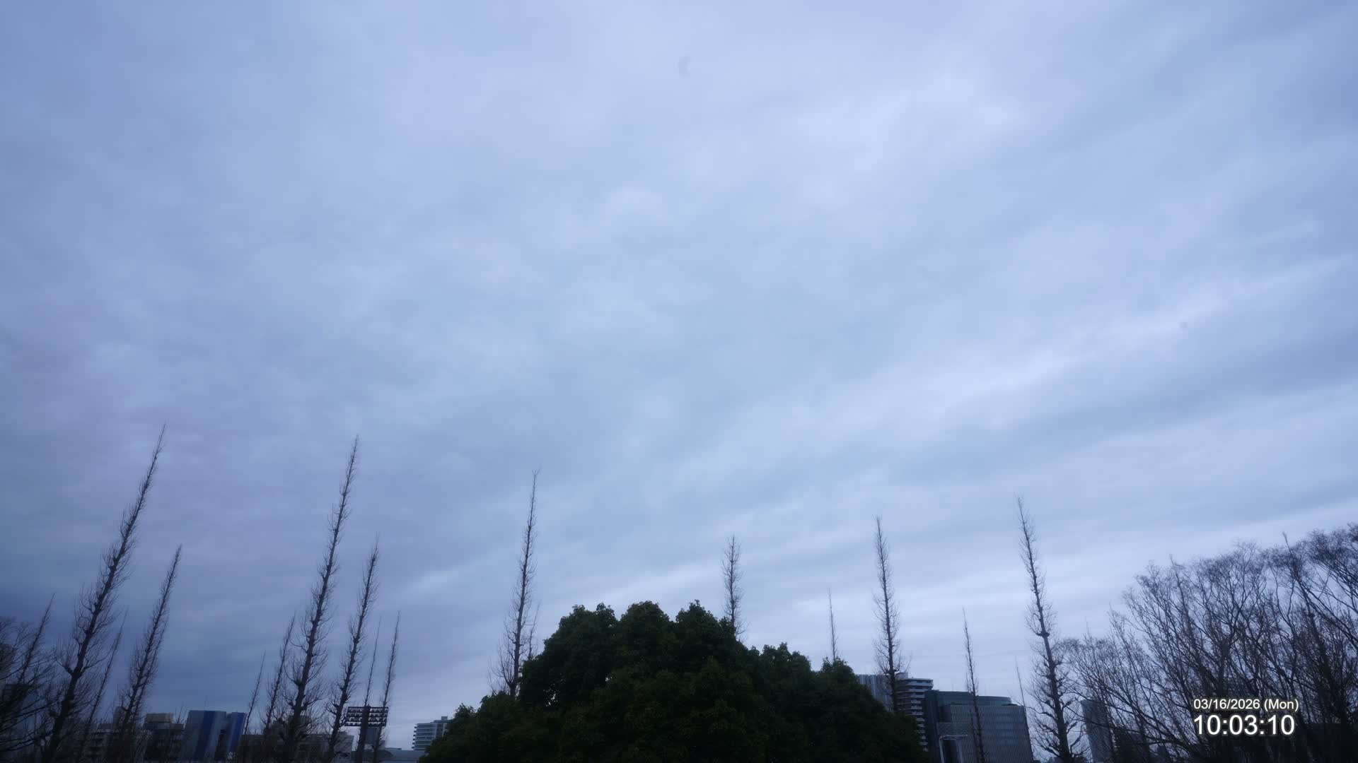 Tokyo, Meiji Shrine Outer Garden / Meiji Jingu Gaien toward Sky (明治神宮外苑から空へ) Live Cam  - Kasumigaokamachi, Shinjuku-ku, Tokyo, Kantō, Honshu, Japan