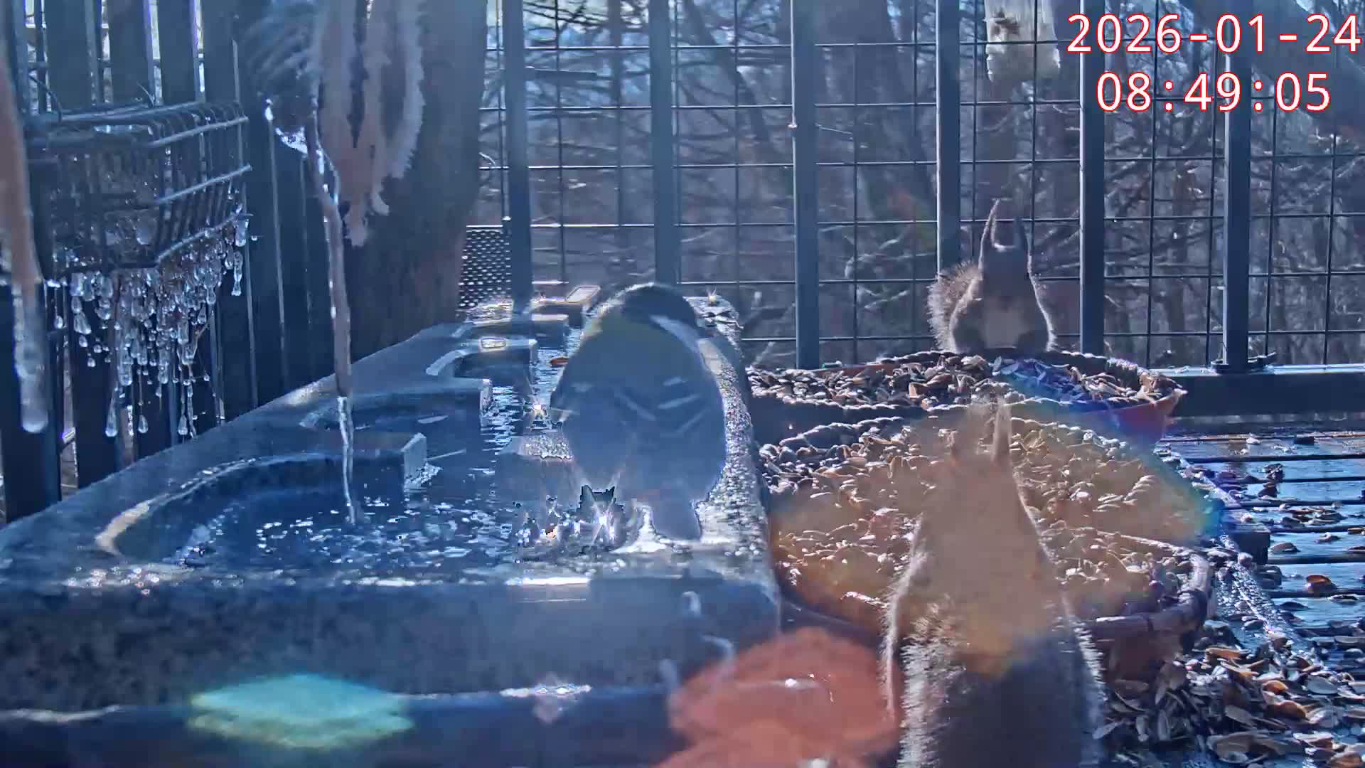 On a cold, clear winter day, a small bird drinks from an icy bird bath while squirrels gather seeds from nearby feeders.