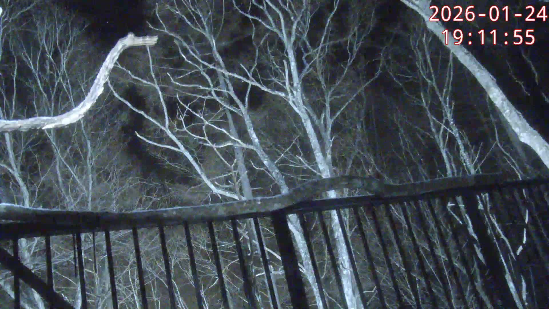 Karuizawa, Mikasa Forest Birds & Squirrels Life Live Cam - Nagakura, Karuizawa, Kitasaku, Nagano, Chubu, Japan