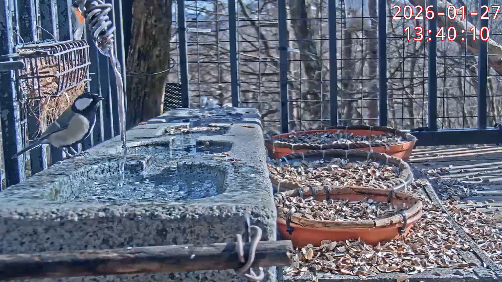 Karuizawa, Mikasa Forest Birds & Squirrels Life Live Cam - Nagakura, Karuizawa, Kitasaku, Nagano, Chubu, Japan