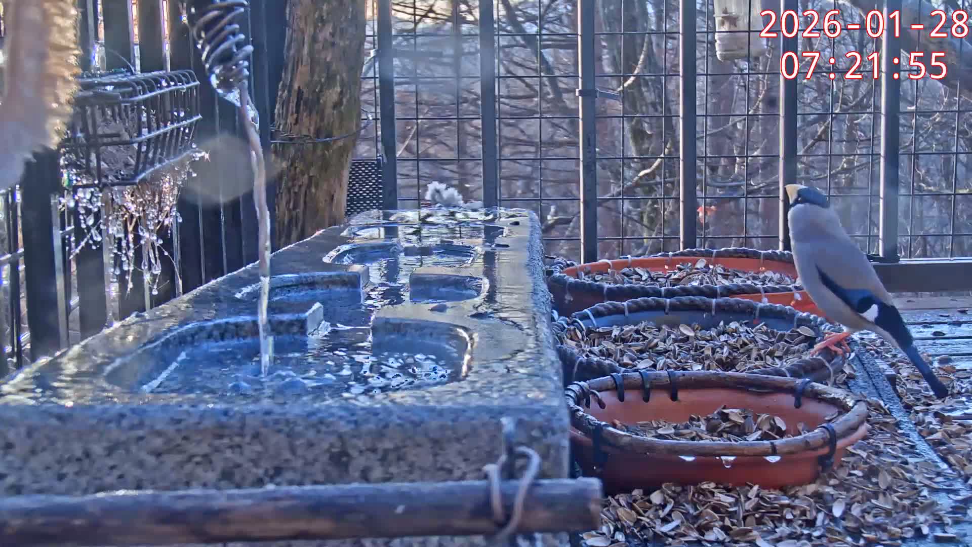 Karuizawa, Mikasa Forest Birds & Squirrels Life Live Cam - Nagakura, Karuizawa, Kitasaku, Nagano, Chubu, Japan