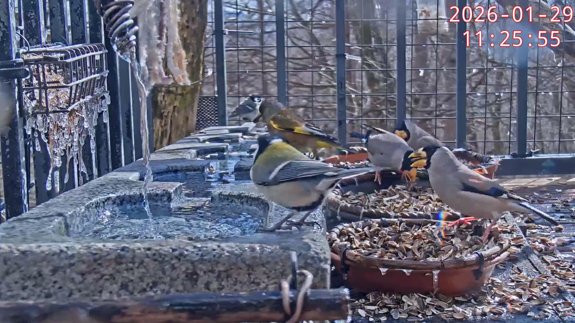 Karuizawa, Mikasa Forest Birds & Squirrels Life Live Cam - Nagakura, Karuizawa, Kitasaku, Nagano, Chubu, Japan