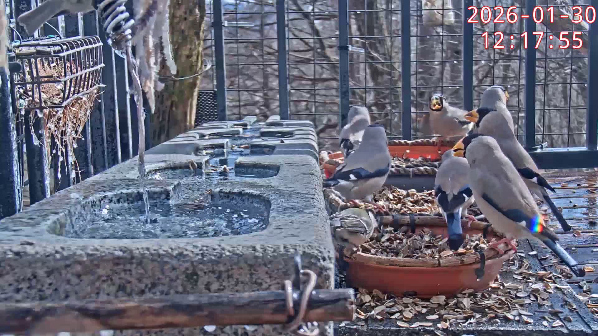 Karuizawa, Mikasa Forest Birds & Squirrels Life Live Cam - Nagakura, Karuizawa, Kitasaku, Nagano, Chubu, Japan