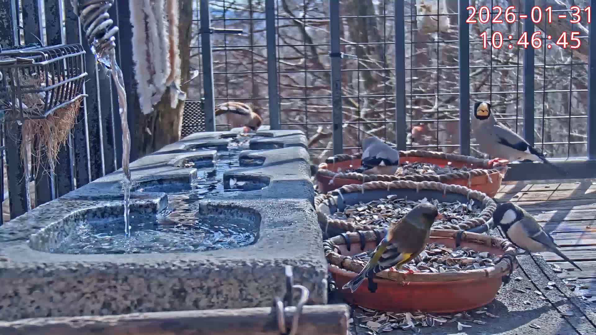 Karuizawa, Mikasa Forest Birds & Squirrels Life Live Cam - Nagakura, Karuizawa, Kitasaku, Nagano, Chubu, Japan